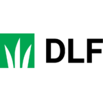 DLF